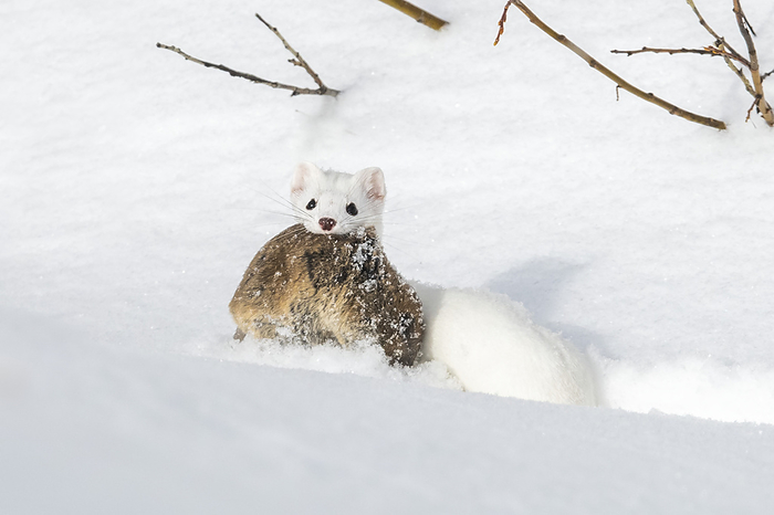 A short-tailed weasel (Mustela erminea) camouflaged in its white winter coat looking at camera with its prey, a montane vole (Microtus montanus) in its mouth; United States of America, Photo by Tom Murphy / Design Pics
