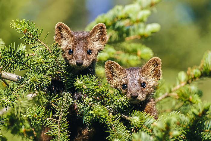 Portrait of two American martens (Martes americana) looking at camera and peering out from behind the green foliage of a conifer tree; Yellowstone National Park, Wyoming, United States of America, Photo by Tom Murphy / Design Pics