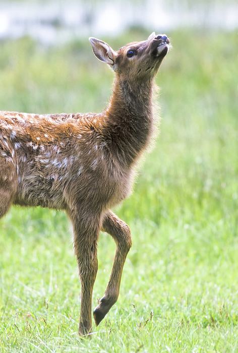 Close-up portrait of an elk calf (Cervus canadensis) with white, spotted fur on its back, raising its head to smell the air while walking in a grassy meadow; Montana, United States of America, Photo by Tom Murphy / Design Pics