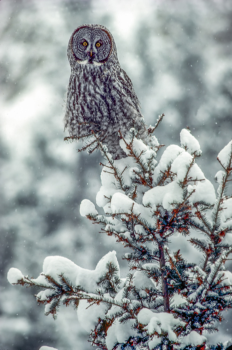 Great grey owl (Strix nebulosa) perched on the snow covered top of a conifer tree branch looking at camera on the Blacktail Plateau in winter. Great grey owls are crepuscular and nocturnal hunters and mostly migrate to lower levels in the winter; Yellowstone National Park, Wyoming, United States of America, Photo by Tom Murphy / Design Pics
