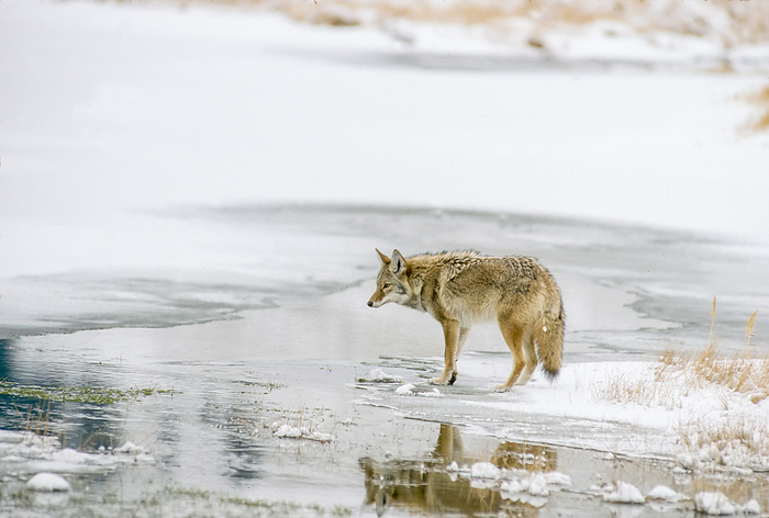 A coyote (Canis latrans) stopped at the water's edge of a snow covered pond in the Lamar Valley, before wading across to find food; Yellowstone National Park, Wyoming, United States of America, Photo by Tom Murphy / Design Pics