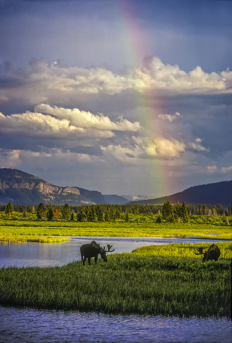 Yellowstone National Park, United States of America A faint rainbow hovers above a pair of grazing bull moose  Alces alces  after a rain shower moved up The Thorofare at the Yellowstone and Beaverdam Marsh in Upper Yellowstone River Valley, Yellowstone National Park  Wyoming, United States of America, Photo by Tom Murphy   Design Pics