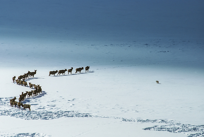 Elk (Cervus canadensis) traveling in a curved line along the snow covered fields while a coyote (Canis latrans) checking out the disturbed snow for field mice along the surface, Yellowstone National Park; Wyoming, United States of America, Photo by Tom Murphy / Design Pics