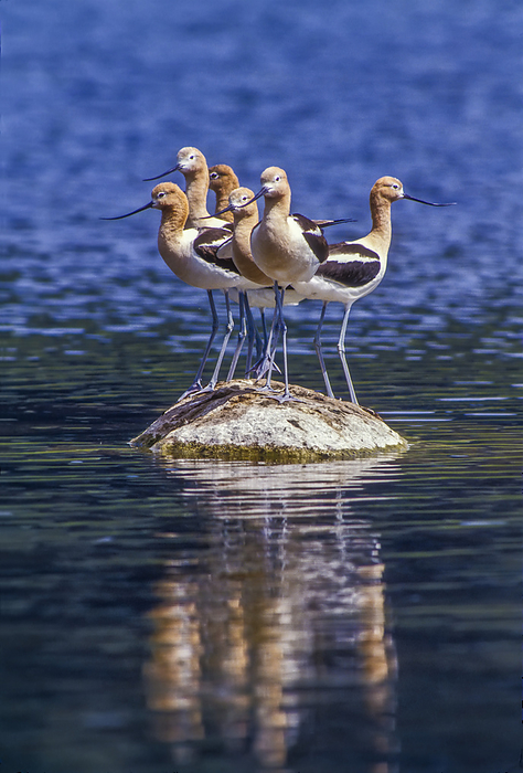 Six American avocets (Recurvirostra americana) rest on a rock in Kettle Lake in Lamar Valley. They use their slender upturned bills to sweep back and forth while wading in shallow water to catch insects, shrimp and other aquatic invertebrates; Yellowstone National Park, Wyoming, United States of America, Photo by Tom Murphy / Design Pics