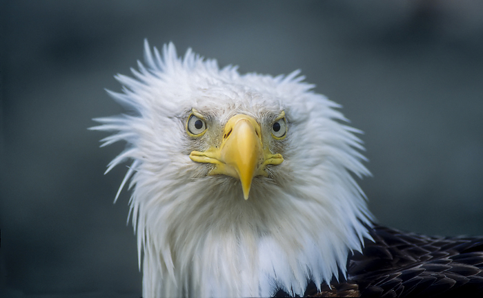 Close-up portrait of an American bald eagle (Haliaeetus leucoclephalus) with wind ruffled feathers; Alaska, United States of America, Photo by Tom Murphy / Design Pics