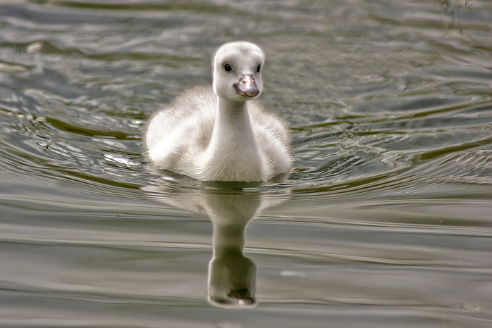 A cygnet trumpeter swan (Cygnus buccinator) swimming towards the camera in Yellowstone National Park; United States of America, Photo by Tom Murphy / Design Pics