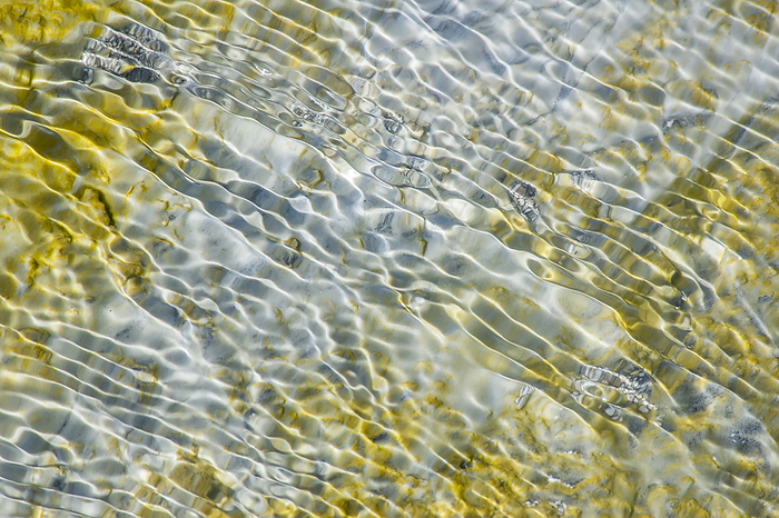 An abstract pattern of ripples on water's surface over algae and rocks in  Yellowstone National Park; Wyoming, United States of America, Photo by Tom Murphy / Design Pics