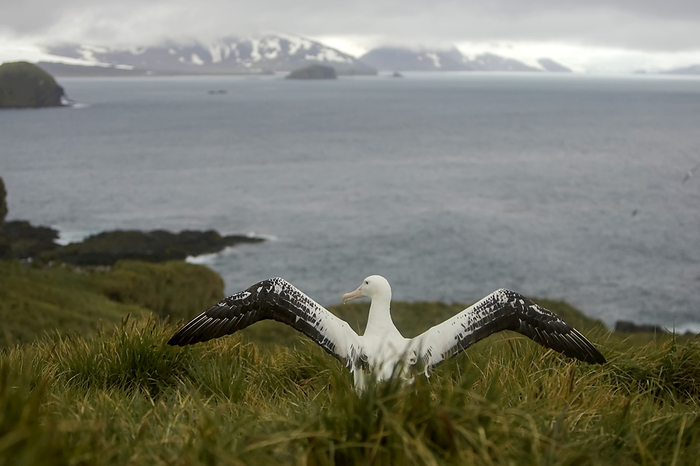 Wandering albatross (Diomedea exulans) about to fly., Photo by Ralph Lee Hopkins / Design Pics