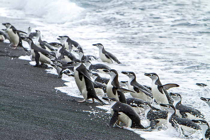 Chinstrap penguins running onto a beach from the ocean., Photo by Ralph Lee Hopkins / Design Pics