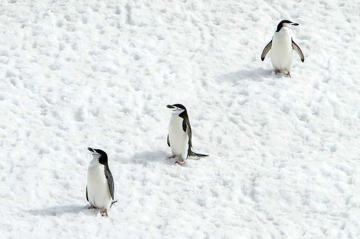 Chinstrap penguins walk along the snow., Photo by Ralph Lee Hopkins / Design Pics