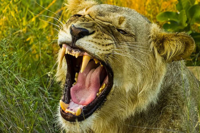 Close up of an African lion roaring., Photo by Ralph Lee Hopkins / Design Pics