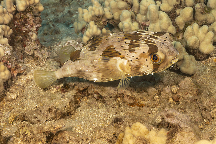 The Long-spine porcupinefish (Diodon holocanthus), or freckled porcupinefish, use their beak combined with plates on the roof of the mouth to crush their prey such as molluscs and sea urchins; Hawaii, United States of America, Photo by Dave Fleetham / Design Pics