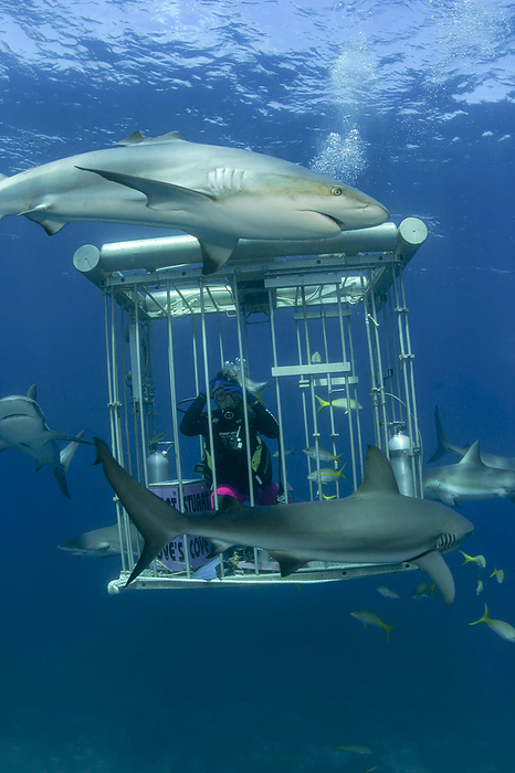 The diver in the cage works for Stuart Cove's Dive South Ocean dive company and has bait she has used to attract the Caribbean Reef Sharks (Carcharhinus perezi); Nassau, Bahamas, Photo by Dave Fleetham / Design Pics