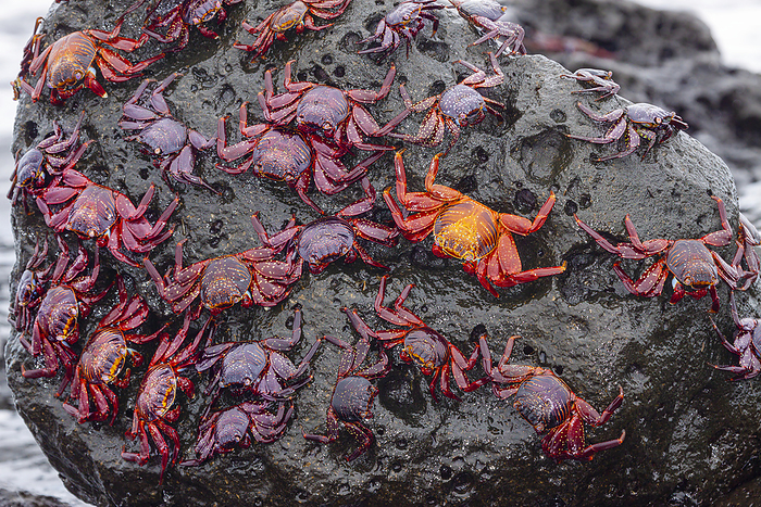 Sally Lightfoot Crabs (Graspus graspus) cover a boulder in their search for algae to dine on in this intertidal zone; Santa Cruz Island, Galapagos Islands,Ecuador, Photo by Dave Fleetham / Design Pics