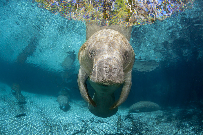 Endangered Florida Manatee (Trichechus manatus latirostris) at Three Sisters Spring. The Florida Manatee is a subspecies of the West Indian Manatee; Crystal River, Florida, United States of America, Photo by Dave Fleetham / Design Pics