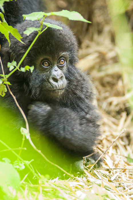 Portrait of an infant eastern gorilla (Gorilla beringei) peeking out from the forest floor in the jungle; Rwanda, Africa, Photo by Tom Murphy / Design Pics