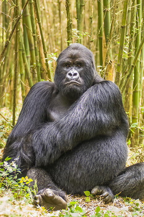 mountain gorilla Portrait of a mountain gorilla, Gorilla gorilla beringei., Photo by Tom Murphy   Design Pics
