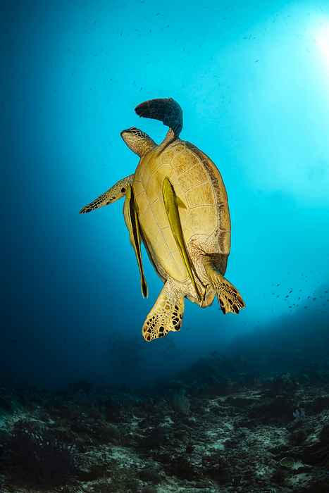 Two sharksuckers or remora (Echeneis naucrates) are clinging to the underside of this Green sea turtle (Chelonia mydas) an endangered species, while it heads to the surface for a breath of air; Philippines, Photo by Dave Fleetham / Design Pics