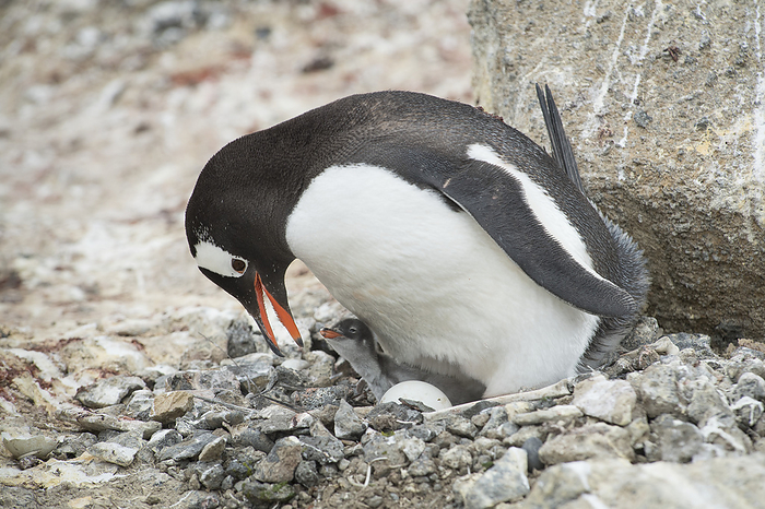 Gentoo penguin (Pygoscelis papua) with a penguin chick and egg at a colony at Brown Bluff, Antarctica; Antarctica, Photo by Jeff Mauritzen / Design Pics