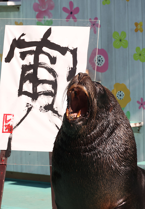 Opening of the year 2022: New Year s calligraphy by Otaria January 3, 2022, Yokohama, Japan   A male sea lion Leo barks as he wrote the word of tiger in Chinese character at a New Year s attraction to celebrate the Year of the Tiger at the Hakkeijima Sea Paradise aquarium in Yokohama, suburban Tokyo on Monday, January 3, 2022. The calligraphy attraction by the sea lion will be carried through January 31.      Photo by Yoshio Tsunoda AFLO  