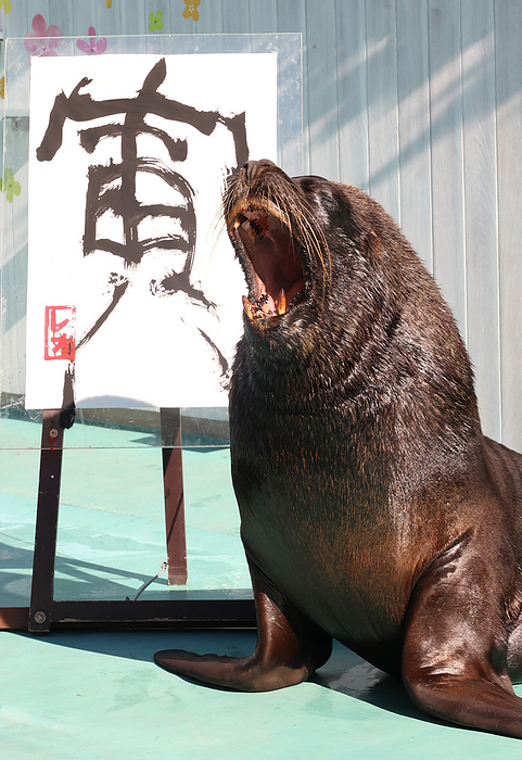 Opening of the year 2022: New Year s calligraphy by Otaria January 3, 2022, Yokohama, Japan   A male sea lion Leo barks as he wrote the word of tiger in Chinese character at a New Year s attraction to celebrate the Year of the Tiger at the Hakkeijima Sea Paradise aquarium in Yokohama, suburban Tokyo on Monday, January 3, 2022. The calligraphy attraction by the sea lion will be carried through January 31.      Photo by Yoshio Tsunoda AFLO  
