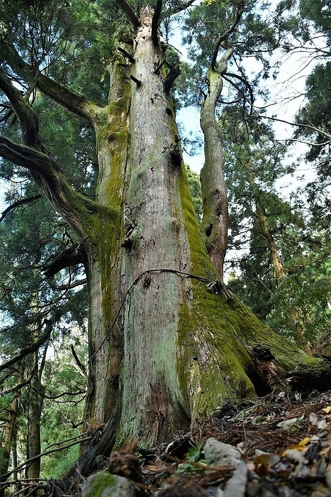 The  cedar of Kurisu, Taga Town  is said to be the largest in Shiga Prefecture. It is estimated to be over 400 years old, with a trunk circumference of 11.9 meters and a height of 37 meters. It is designated as a prefectural natural monument. The  cedar of Kurisu, Taga Town  is said to be the largest in Shiga Prefecture. It is estimated to be over 400 years old, with a trunk circumference of 11.9 meters and a height of 37 meters. It is designated as a prefectural natural monument. Photo by Kenichi Isono, taken at 6:27 a.m.