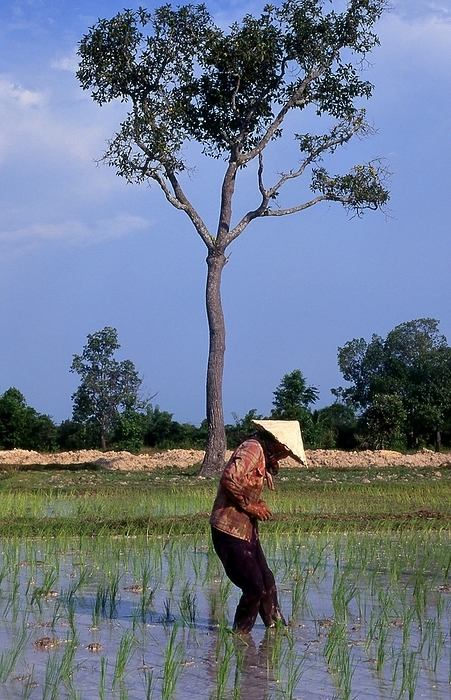 Vietnam: Rice farmer in a paddy field, northern Vietnam Northern Vietnam, the area centred on the Red River Delta with its capital at Hanoi, extends from the Chinese frontier in the north to the Ma River in Thanh Hoa Province to the south. In the west, the Truong Son or  Long Mountains  and the Lao frontier form the border  while to the east lies Vinh Bac Bo, the  Northern Gulf . In the west, the Truong Son or  Long Mountains  and the Lao frontier form the border  while to the east, the Vinh Bac Bo, the  Northern Gulf .  br   br    In earlier times Europeans generally called northern Vietnam Tonkin, a term originating from a 17th century name for Hanoi derived from the Chinese Dong Kinh, or  Eastern Capital . Kinh, or  Eastern Capital . Even today, Vinh Bac Bo is known internationally as the Gulf of Tonkin.