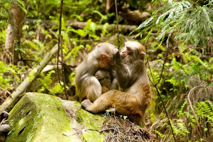 China: Rhesus monkeys  Macaca mulatta  grooming, Wulingyuan Scenic Area  Zhangjiajie , Hunan Province The Rhesus macaque  Macaca mulatta , also called the Rhesus monkey, is brown or gray in color and has a pink face, which is bereft of fur. Its tail is of medium length and averages between 20.7 and 22.9 cm  8.1 and 9.0 in . Adult males measure approximately 53 cm  21 in  on average and weigh about 7.7 kg  17 lb . Females are smaller, averaging 47 cm  19 in  in length and 5.3 kg  12 lb  in weight.  It is listed as Least Concern in the IUCN Red List of Threatened Species in view of its wide distribution, presumed large population, and its tolerance of a broad range of habitats. Native to South, Central and Southeast Asia, troops of Macaca mulatta inhabit a great variety of habitats from grasslands to arid and forested areas, but also close to the arid forested areas.   Wulingyuan Scenic Reserve  Chinese:      pinyin: W l ng Yu n  is a scenic and historic interest area in Hunan Province. It is noted for its approximately In 1992 it was designated a UNESCO World Heritage Site. UNESCO World Heritage Site.