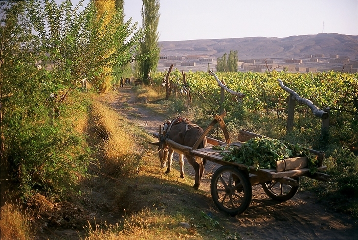 China: A donkey and cart in the vineyards near Turpan, Xinjiang Province The Turpan Oasis was a strategically significant center on Xinjiang s Northern Silk Route, site of the ancient cities of Yarkhoto  Jiaohe  and Karakhoja  Gaochang .  Gaochang . Chinese armies first entered Turpan in the 2nd century BC, during the reign of Han Emperor Wu Di  141 87  when the oasis was a center of Indo European   Turpan retained a distinctly Buddhist character until the time of the Chagatai Khanate in the 13th century, when Islam gradually became the dominant religion. religion.