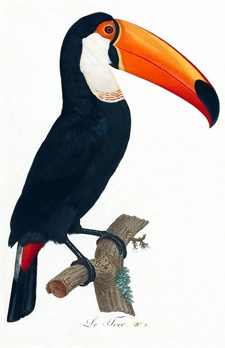 South   Central America: Early 19th century hand painted illustration of various species of Toucan The Toucan is a colorful, gregarious forest bird found from Mexico to Argentina, known for its enormous and colorful bill. They have red, yellow, blue, They nest in holes in trees, laying 2 4 glossy white eggs that are incubated by both parents.   In Central and South America, the Toucan is associated with evil spirits, and can be the incarnation of a demon. In Central and South America, the Toucan is associated with evil spirits, and can be the incarnation of a demon.  Paintings from:  Natural History of Birds of Paradise and Rollers, Toucans and Barbus    Franteaus Levaillant, Jacques et al Barraband, Paris, 1806.