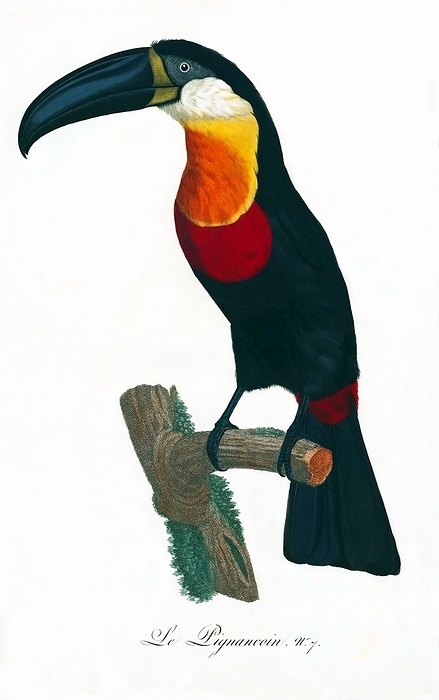 South   Central America: Early 19th century hand painted illustration of various species of Toucan The Toucan is a colorful, gregarious forest bird found from Mexico to Argentina, known for its enormous and colorful bill. They nest in holes in trees, laying 2 4 glossy white eggs that are incubated by both parents.   In Central and South America, the Toucan is associated with evil spirits, and can be the incarnation of a demon. In Central and South America, the Toucan is associated with evil spirits, and can be the incarnation of a demon.  Paintings from:  Natural History of Birds of Paradise and Rollers, Toucans and Barbus    Franteaus Levaillant, Jacques et al Barraband, Paris, 1806.
