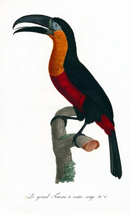 South   Central America: Early 19th century hand painted illustration of various species of Toucan The Toucan is a colorful, gregarious forest bird found from Mexico to Argentina, known for its enormous and colorful bill. They have red, yellow, blue, They nest in holes in trees, laying 2 4 glossy white eggs that are incubated by both parents.   In Central and South America, the Toucan is associated with evil spirits, and can be the incarnation of a demon. In Central and South America, the Toucan is associated with evil spirits, and can be the incarnation of a demon.  Paintings from:  Natural History of Birds of Paradise and Rollers, Toucans and Barbus    Franteaus Levaillant, Jacques et al Barraband, Paris, 1806.