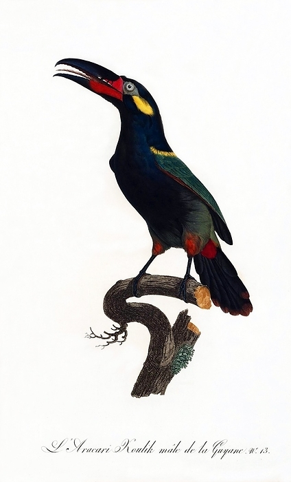 South   Central America: Early 19th century hand painted illustration of various species of Toucan The Toucan is a colorful, gregarious forest bird found from Mexico to Argentina, known for its enormous and colorful bill. They have red, yellow, blue, They nest in holes in trees, laying 2 4 glossy white eggs that are incubated by both parents.   In Central and South America, the Toucan is associated with evil spirits, and can be the incarnation of a demon. In Central and South America, the Toucan is associated with evil spirits, and can be the incarnation of a demon.  Paintings from:  Natural History of Birds of Paradise and Rollers, Toucans and Barbus    Fran aus Levaillant, Jacques et al Barraband, Paris, 1806.
