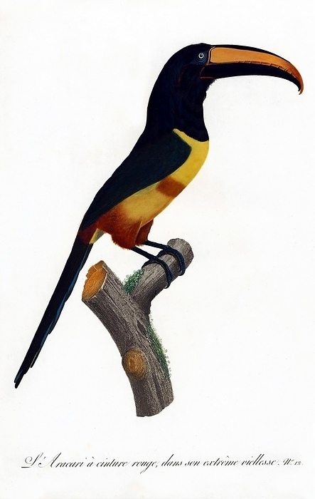 South   Central America: Early 19th century hand painted illustration of various species of Toucan The Toucan is a colorful, gregarious forest bird found from Mexico to Argentina, known for its enormous and colorful bill. They have red, yellow, blue, They nest in holes in trees, laying 2 4 glossy white eggs that are incubated by both parents.   In Central and South America, the Toucan is associated with evil spirits, and can be the incarnation of a demon. In Central and South America, the Toucan is associated with evil spirits, and can be the incarnation of a demon.  Paintings from:  Natural History of Birds of Paradise and Rollers, Toucans and Barbus    Fran aus Levaillant, Jacques et al Barraband, Paris, 1806.