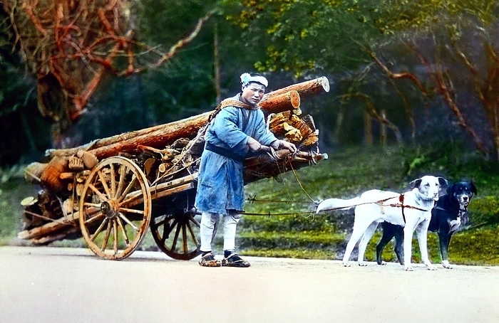 Japan: Man with a dog cart for pulling lumber, T. Enami, c. 1900 T. Enami  Enami Nobukuni, 1859   1929  was the trade name of a celebrated Meiji period photographer. The T. of his trade name is thought to have stood for Toshi, though he never spelled it out on any personal or business document. br   br   br  The T. of his trade name is thought to have  Born in Edo  now Tokyo  during the Bakumatsu era, Enami was first a student of, and then an assistant to the well known photographer and collotypist, Ogawa Kazumasa. Enami relocated to Yokohama, and opened a studio on Benten d ri  Benten Street  in 1892. Just a few doors away from him was the studio of the He and Enami would work together on at least three related projects over the years.  Enami became quietly unique as the only photographer of that period known to work in all popular formats, including the production of large format Enami became quietly unique as the only photographer of that period known to work in all popular formats, including the production of large format photographs compiled into what are commonly called  Yokohama Albums. Enami went on to become Japan s most prolific photographer of small format images such as the stereoview and glass lantern slides. The best of these were delicately hand tinted.