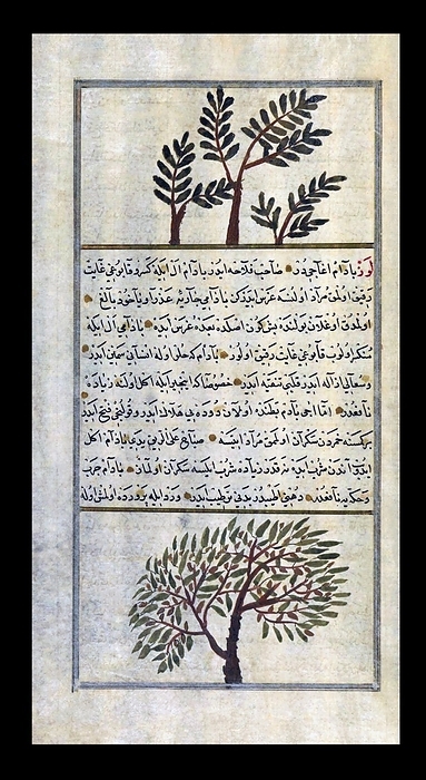 Arabia: A Frankincense tree above an Almond tree, after a treatise by Zakariya ibn Muhammad al Qazwini  1203 1283 CE  Abu Yahya Zakariya  ibn Muhammad al Qazwini  1203 1283  was a Persian physician, astronomer, and geographer from the Persian town of Qazvin. He travelled around in Mesopotamia and Syria, and finally entered the circle patronized by the governor of Baghdad,   ta Malik Juwayni  d. 1283 CE .  br   br    Al Qazwini s most famous work was an Arabic cosmography entitled  Aja ib al makhluqat wa ghara ib al mawjudat,  or  Marvels of Creatures and Strange Things in Existence . This treatise, frequently illustrated, was immensely popular and is preserved today in many copies. It was translated into Persian and Turkish. br   br   br    Frankincense, also called olibanum  Arabic: lubbut , is an aromatic resin obtained from trees of the genus Boswellia, particularly Boswellia sacra. It is used in incense and perfumes. br   br   br  Frankincense, also called olibanum  Arabic: lubbut , is an aromatic resin obtained from trees of the genus Boswellia, particularly Boswellia sacra.  There are four main species of Boswellia which produce true frankincense and each type of resin is available in various grades. The grades depend on the time of harvesting, and the resin is hand sorted for quality.