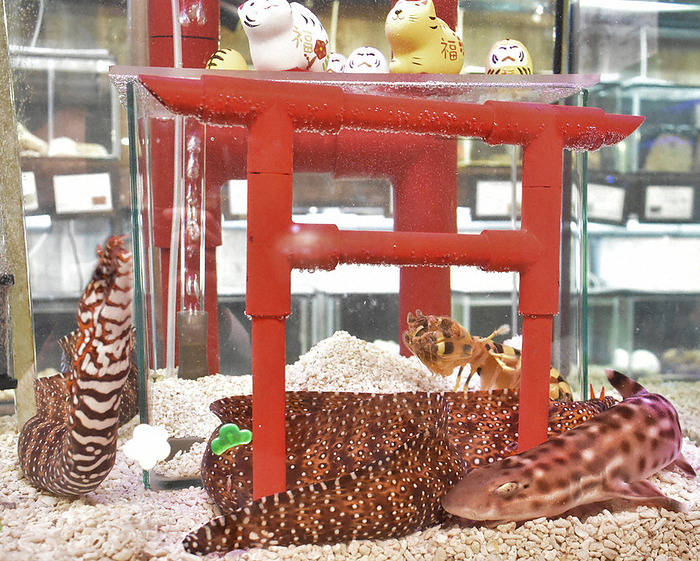 A water tank for New Year s Day featuring creatures with the word  tiger. A water tank for New Year s Day featuring creatures with  tiger  in their names is displayed at the Shrimp and Crab Aquarium in Susami Town on December 2, 2021. Photo by Yukihiro Takeuchi at 0:08 p.m. on December 8.