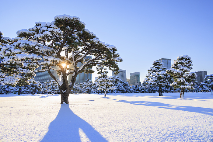 Snowy Imperial Palace Garden, Tokyo