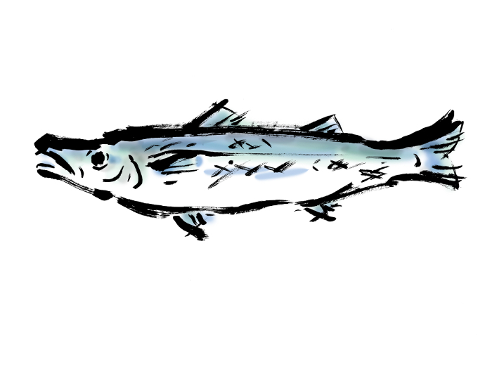 Japanese-style hand-drawn brush illustration of barracuda