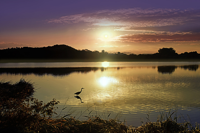 Bird at morning glow at Hirosawa Pond Kyoto City, Kyoto Prefecture Fantastic morning glow of Hirosawa Pond Autumn