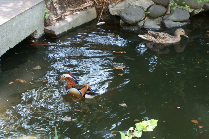 Mandarin duck in pond in front of former Hokkaido Highway Office