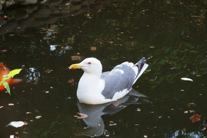 A great grey gull in a pond in front of the former Hokkaido Highway Office