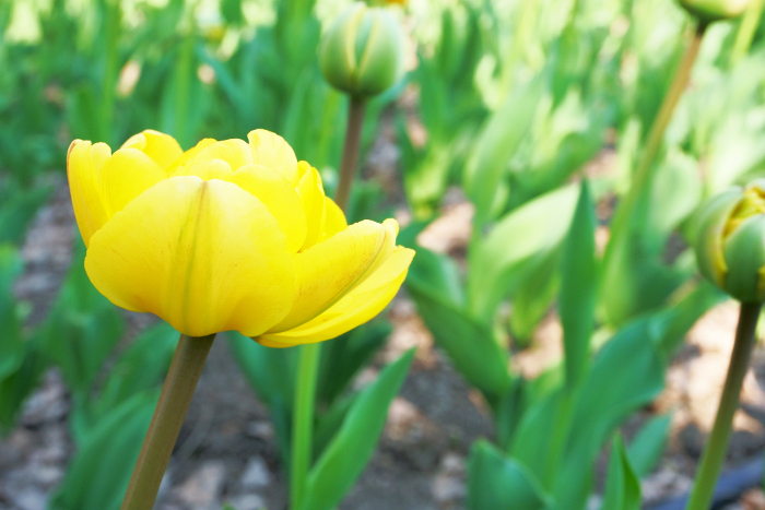 Tulips bloom in the garden in front of the Old Hokkaido Prefectural Office in spring.