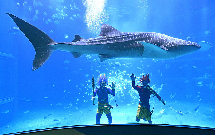 The  Oni san Diver  appeared in the  Pacific Ocean  tank where whale sharks and other species live. The  Oni san Diver  appears in the  Pacific Ocean  tank, where whale sharks and other species live, in Minato Ward, Osaka City.