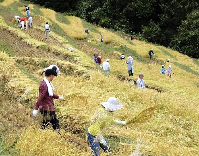 Rice harvesting event 3 Participants working hard harvesting rice in the Ogura Senmaida rice field