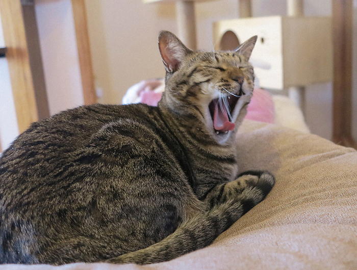 A cat yawning and relaxing from time to time. A cat occasionally yawns and relaxes in Showa Town at 1 p.m. on January 22, 2022. 50 minutes, photo by Satoru Yamamoto