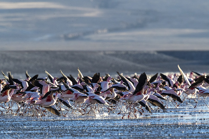 Flamingos taking flight in the hundreds to feed, Eduardo Avaroa Andean Fauna National Reserve, Bolivia. Flamingos taking flight in the hundreds to feed, Eduardo Avaroa Andean Fauna National Reserve, Bolivia, South America, Photo by Michael Nolan