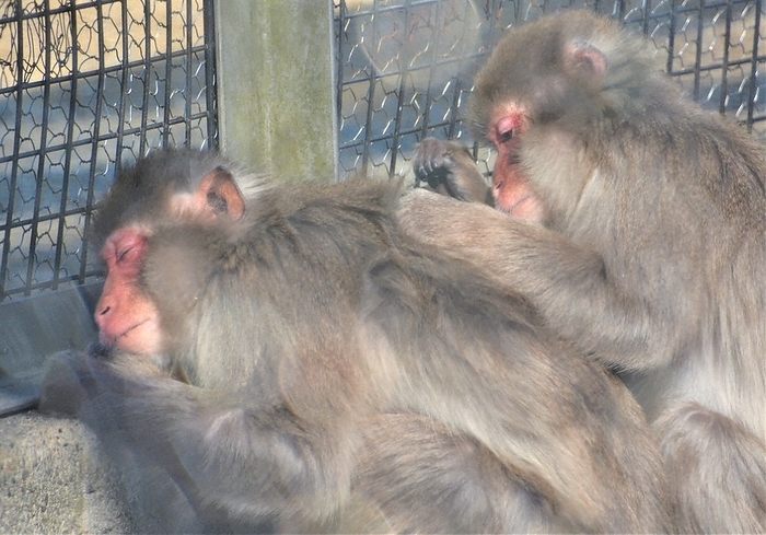 Monkeys at the zoo in the park being groomed. Monkeys grooming themselves at the zoo in Zushi City, Japan, on February 2, 2022 at midnight. Photo by Kenetsu Inaba, 53 minutes.