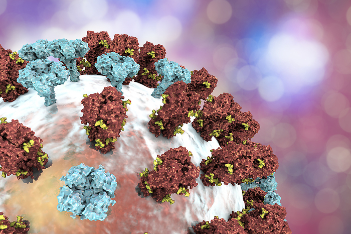 Flu virus, illustration Flu virus. Illustration showing an influenza virus with surface glycoprotein spikes hemagglutinin  HA, trimer, red  and neuraminidase  NA, tetramer, blue . The glycan components of the hemagglutinin spikes are yellow. Hemagglutinin takes part in attachment of a virus to human respiratory cells and neuraminidase participate in a release of virus from a cell., by KATERYNA KON SCIENCE PHOTO LIBRARY