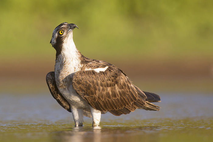 Osprey Osprey  Pandion haliaetus  hunting for fish in a pond. This fish eating bird of prey is found on all continents except Antarctica. Its diet consists almost exclusively of fish and it is specialised at hunting and catching prey in water. Photographed in Israel in October., by PHOTOSTOCK ISRAEL SCIENCE PHOTO LIBRARY